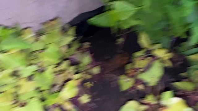 Пойдём 👋с нами сажать БАТАТ//Как вырастить рассаду Батат//Купить Батат Хитрук Елена Украина