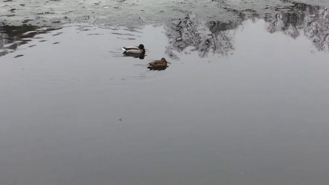 Парк «ЕКАТЕРИНИНСКИЙ». Огари. Москва. 12.04.2022г. смотреть онлайн