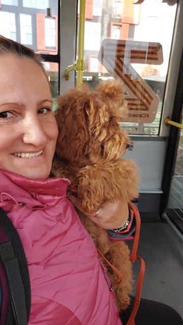 мы с Шаганэ едем на племосмотр питомник Кастропуло Крым смотреть онлайн