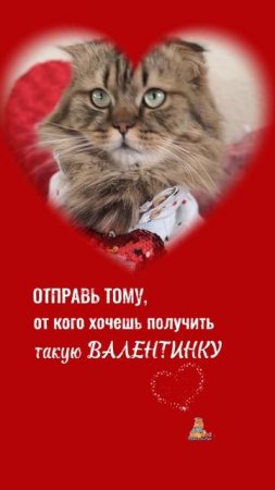 Отправляю вам валентинку, любимки!♥️ #деньвлюбленных #валентинка #котик