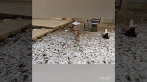 Щенки кадебо. Первая прогулка