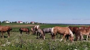 Кобыла играет с жеребцом#лошади #жеребец