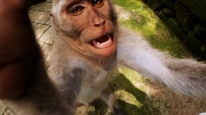 Лес обезьян в Убуде / Ubud Monkey Forest. Бали, Индонезия