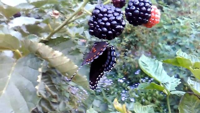 Blackberry Butterfly смотреть онлайн