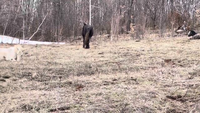 Тихий час у лошадей. смотреть онлайн
