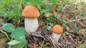 В поисках красных грибов