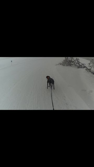 СОРЕВНОВАНИЯ С СОБАКАМИ! ТОЛГУР-мелодия ветра 8 и 9 февраля! #Shorts #собака #ездовойспорт #метис