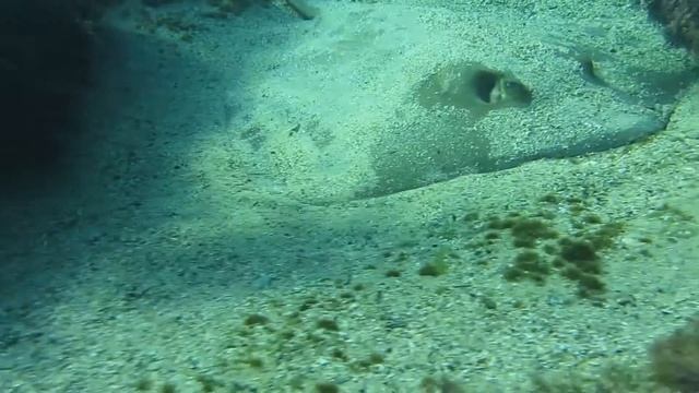 Estuary Stingray, Dasyatis fluviorum