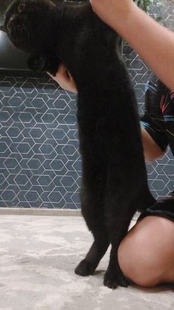 хахахахахах (фигня получилась)