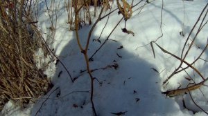 освобождение саженцев от снега19г