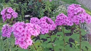 flowers 🌼 🌼 🌼 🌺 🌺 🌺 🌹🌹🌹 flowers 💐💐💐море  цветов прогулка шмели