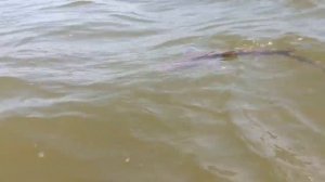 Маленькая акула на кони айленд. Little shark on the coney island.