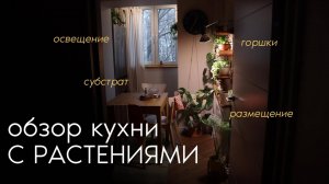 мои растения на кухне