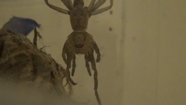 Victory - Heteropoda venatoria moulting смотреть онлайн