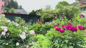 Деревенская жизнь Швейцарии. Швейцарский фермерский дом, клубничное поле 🍓