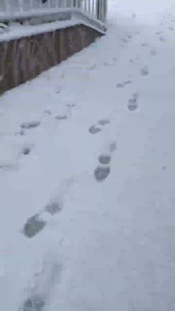 Wolfie was looking for a fox #fox #husky #wolfdog #doglover #wolfdog ￼ смотреть онлайн