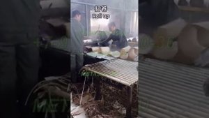 Полная линия по производству деревянных столовых приборов (модель DPL-50)