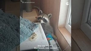 Енот разгромил всю квартиру в хлам, хозяйка в шоке, я тоже.