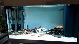 Жаберные Черви.