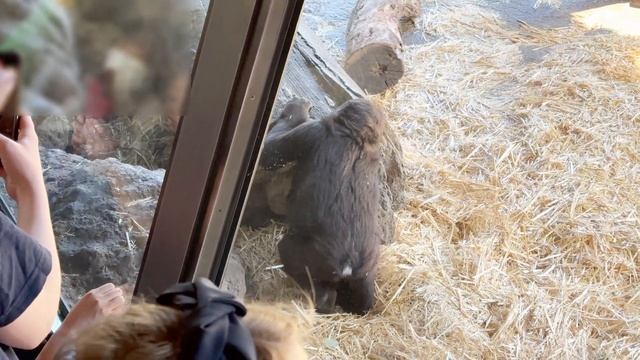 Baby gorilla Sumomo plays with new human friends | Gorilla Haoko Family смотреть онлайн