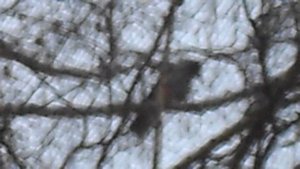 Ворона каркает на ветке DSCN5046