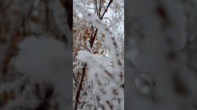 12-02-2025 какая красота в конце зимы..