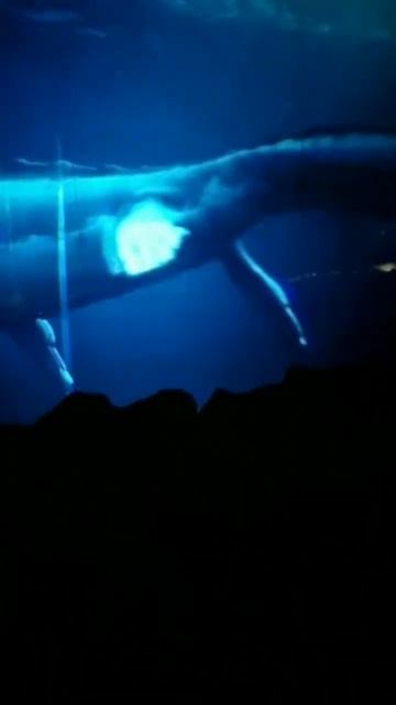 мозазавр против. мегалодона. #naruto #game #anime #animeedit #manga смотреть онлайн