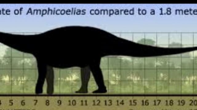 dinopedia:amphicoelias
