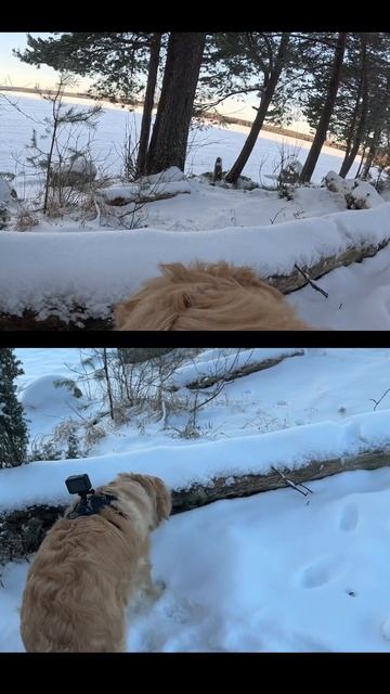 Прогулка с собакой на природе! goldenretriever dogs