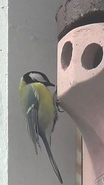 A few Nest Box Visitors from today