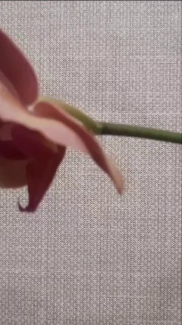 🤷♂️🧪Когда и какие удобрения использовать для 🌸