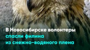 В Новосибирске волонтеры спасли филина из снежно-водяного плена