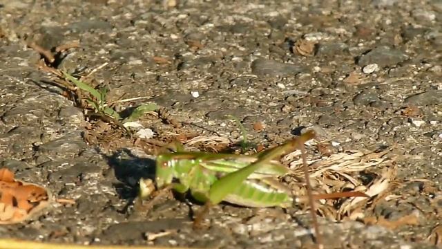 キリギリスのお食事 смотреть онлайн