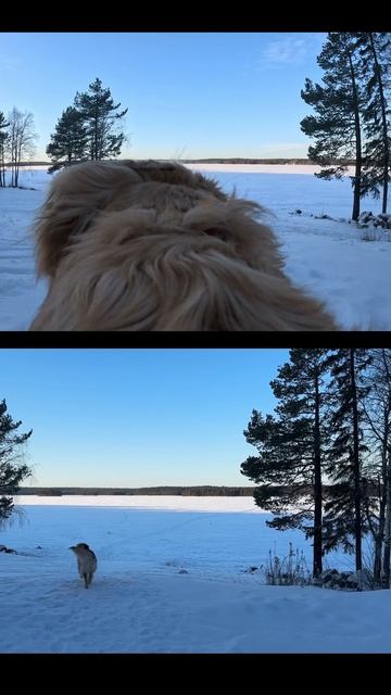 Как видит прогулку золотистый ретривер и хозяин? золотистыйретривер