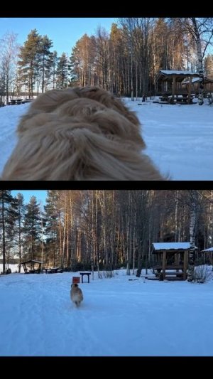 Отправляемся на прогулку с верным хвостатым ретривером!  #goldenretriever