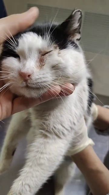 ПОМОЧЬ: СБ 5336 6901 6946 5830 на Валерию Олеговну А. (Дома 40+ кошек с дач и 2 собаки) #кошки #спб смотреть онлайн