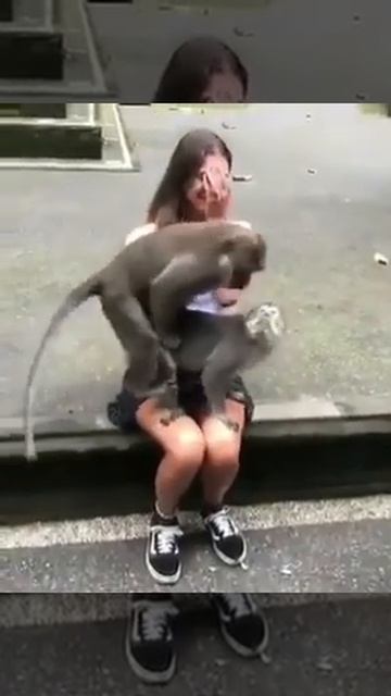 #shorts mating monkey смотреть онлайн
