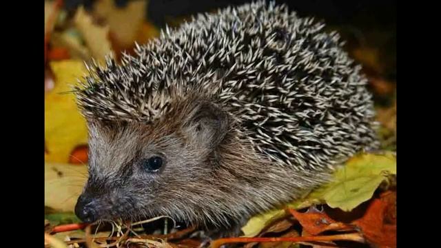 Дикие животные