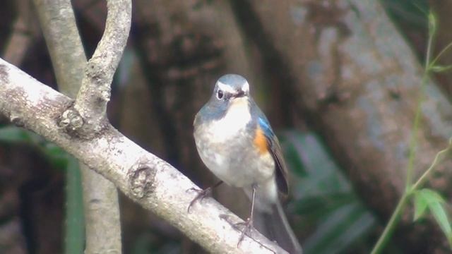 藍尾鴝Tarsiger cyanurus 170326