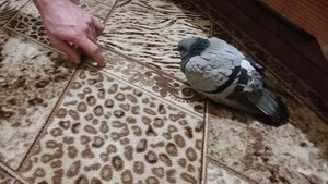 Живой голубь в квартире