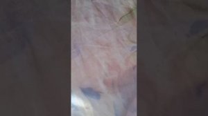обзор моих таба сквишей 2 часть