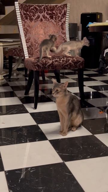 Абиссинская котосемья