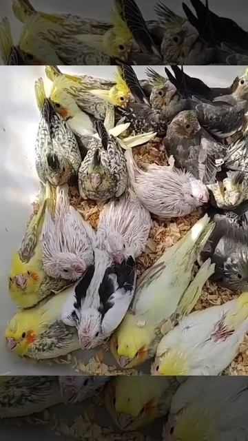 птенци корелли #корелла #птици #parrots #птенцы смотреть онлайн