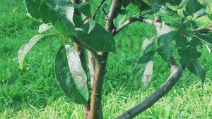 Яблоневый сад. Стихи и видеомонтаж мои. Музыка Альфреда Шнитке