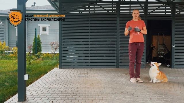 Как научить собаку команде «Ко мне!» смотреть онлайн