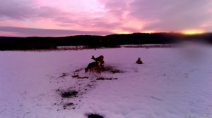 Косули на закате на подкормочной площадке в нацпарке "Сенгилеевские горы"