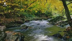 Целебная музыка для снятия стресса, депрессии, усталости, негатива, детоксикации негативных эмоций