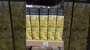Гортензии, спиреи, пузыреплодники и другие кустарники в магазине ОБИ