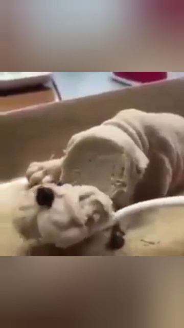 Люди смогли делать из собак в тортов. смотреть онлайн