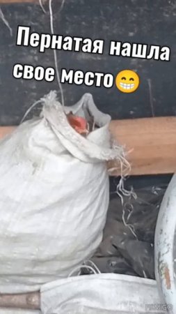 Гнездо просто супер 👍 Зато на свежем воздухе 😀